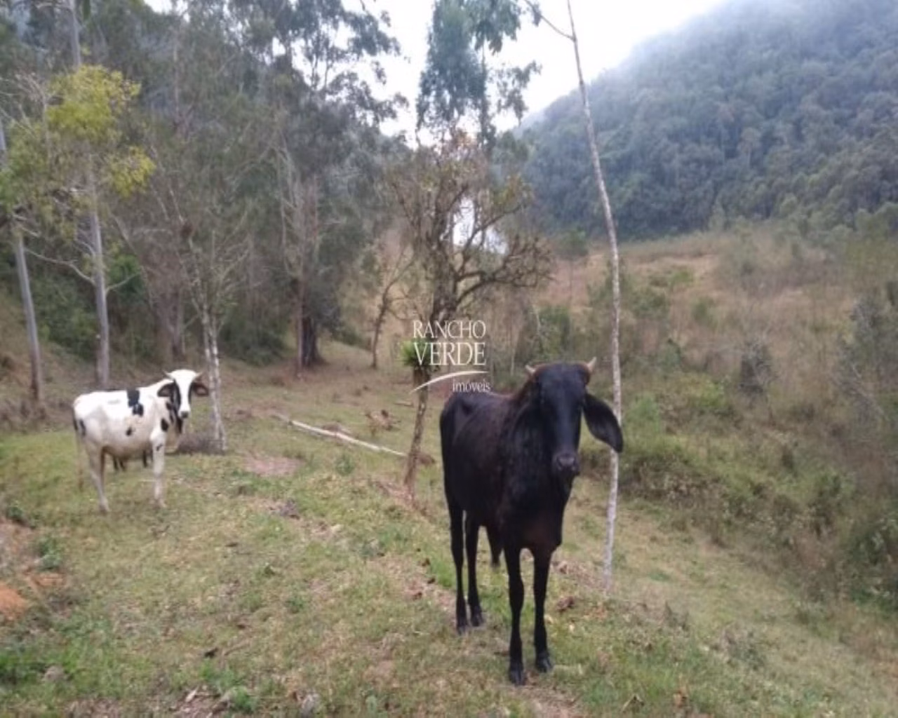 Sítio de 77 ha em Paraibuna, SP