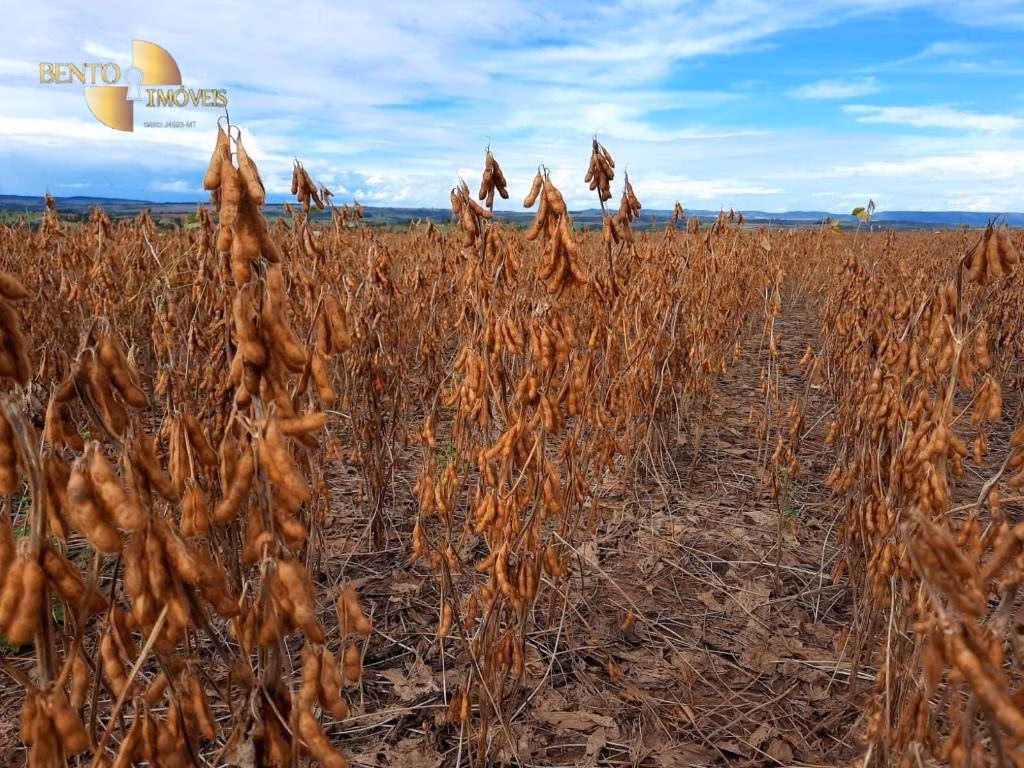 Fazenda de 5.200 ha em Brasnorte, MT