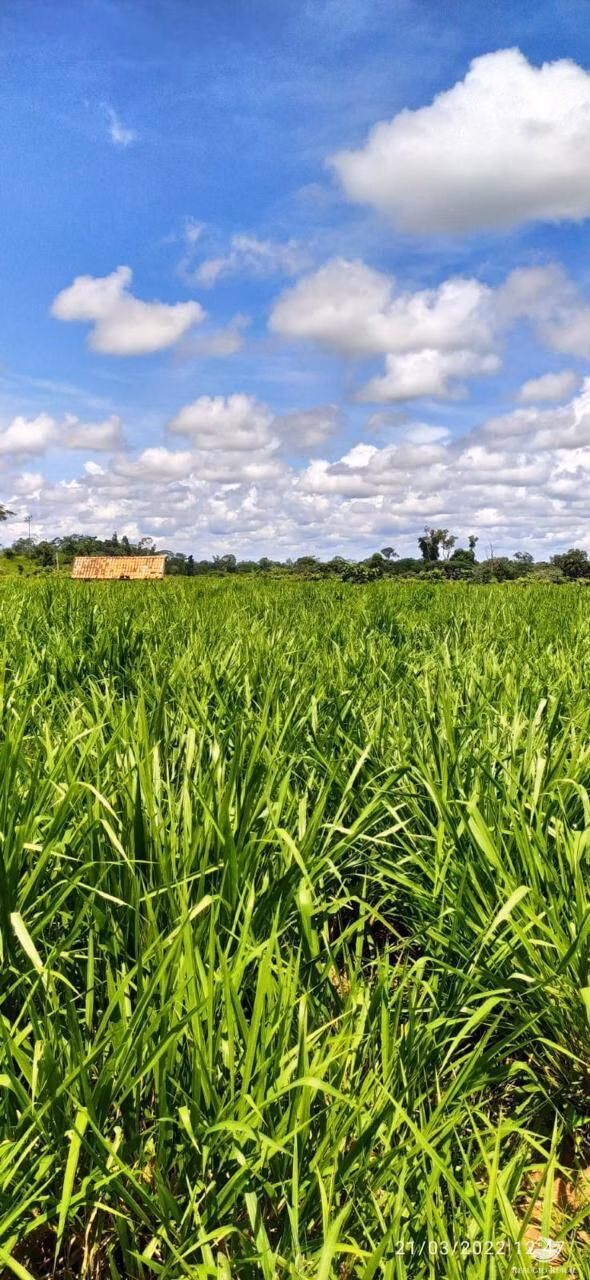 Fazenda de 3.700 ha em Nova Lacerda, MT
