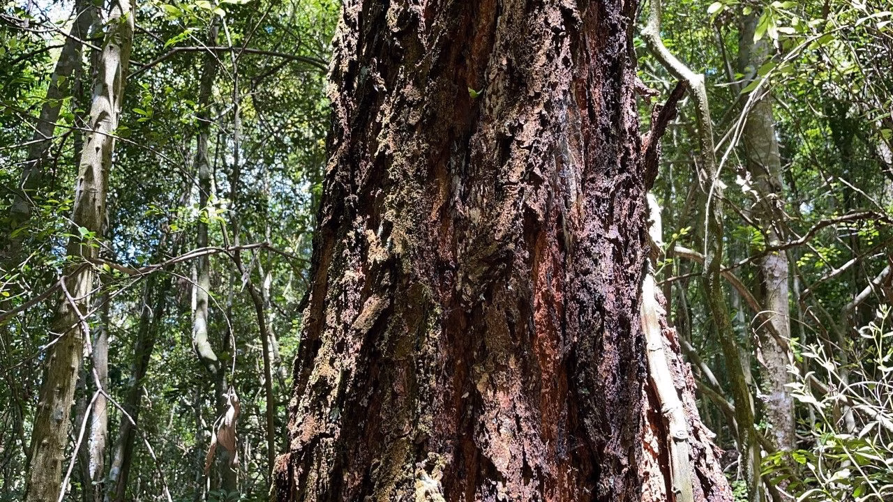 Chácara de 2 ha em Santo Antônio da Patrulha, RS