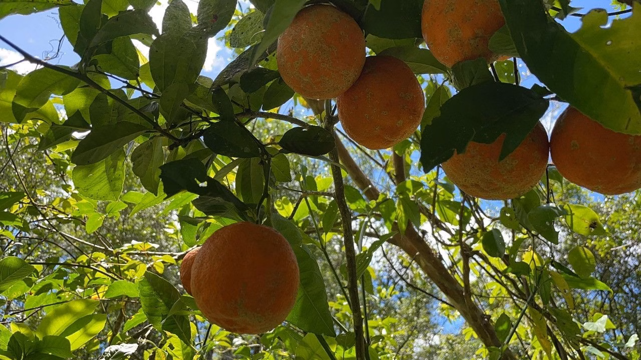 Chácara de 2 ha em Santo Antônio da Patrulha, RS
