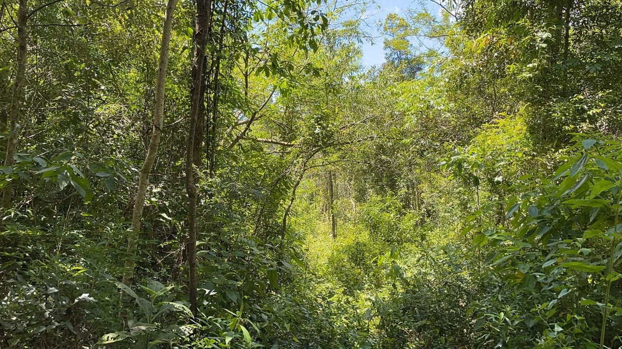 Chácara de 2 ha em Santo Antônio da Patrulha, RS