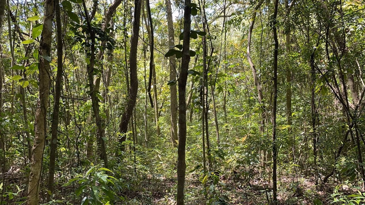 Chácara de 2 ha em Santo Antônio da Patrulha, RS