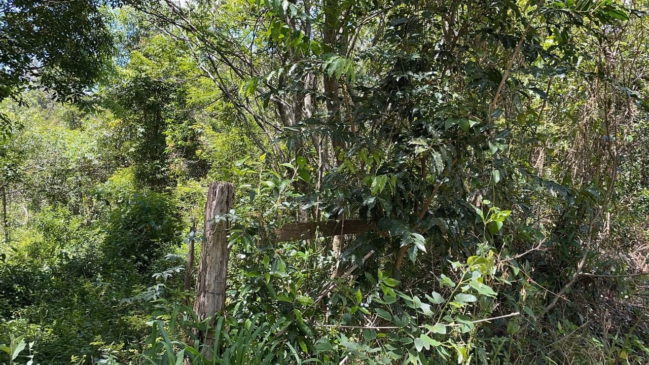 Chácara de 2 ha em Santo Antônio da Patrulha, RS