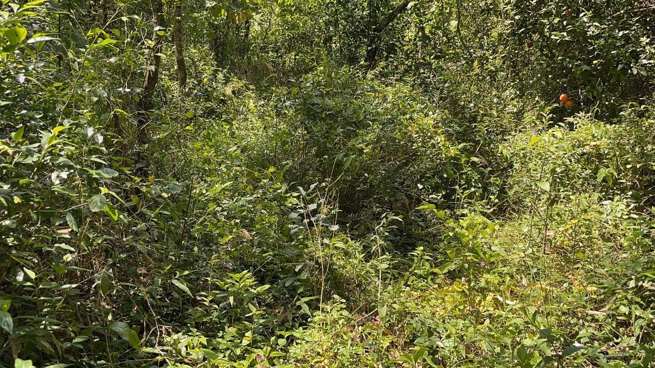 Chácara de 2 ha em Santo Antônio da Patrulha, RS