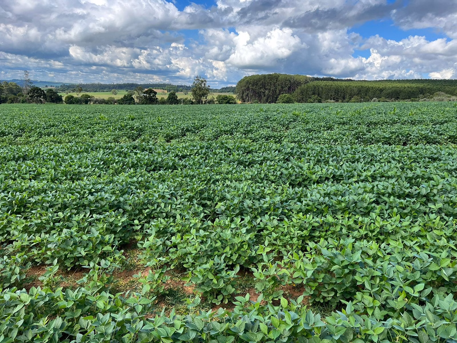 Small farm of 144 acres in Itapetininga, SP, Brazil