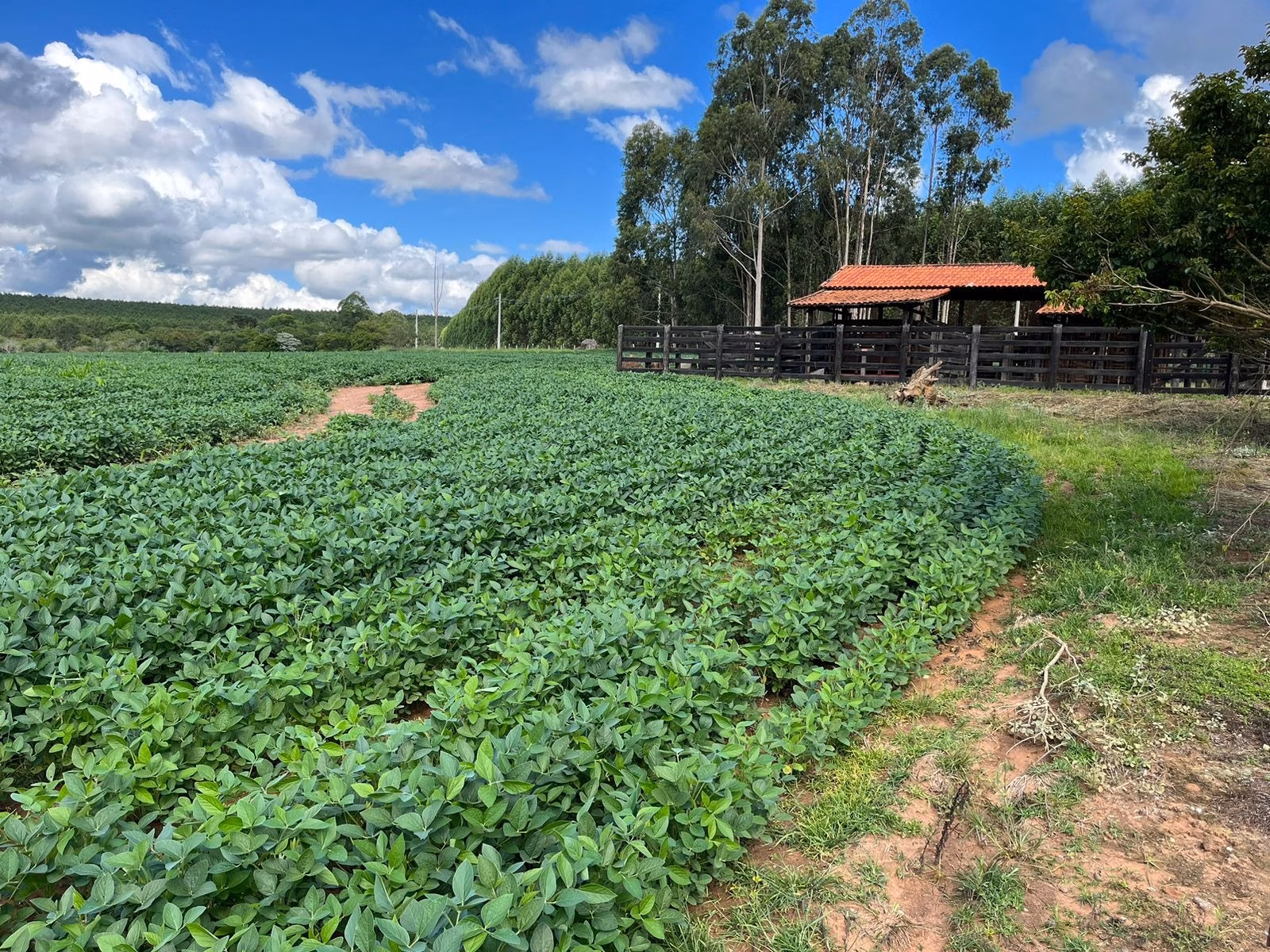 Small farm of 144 acres in Itapetininga, SP, Brazil
