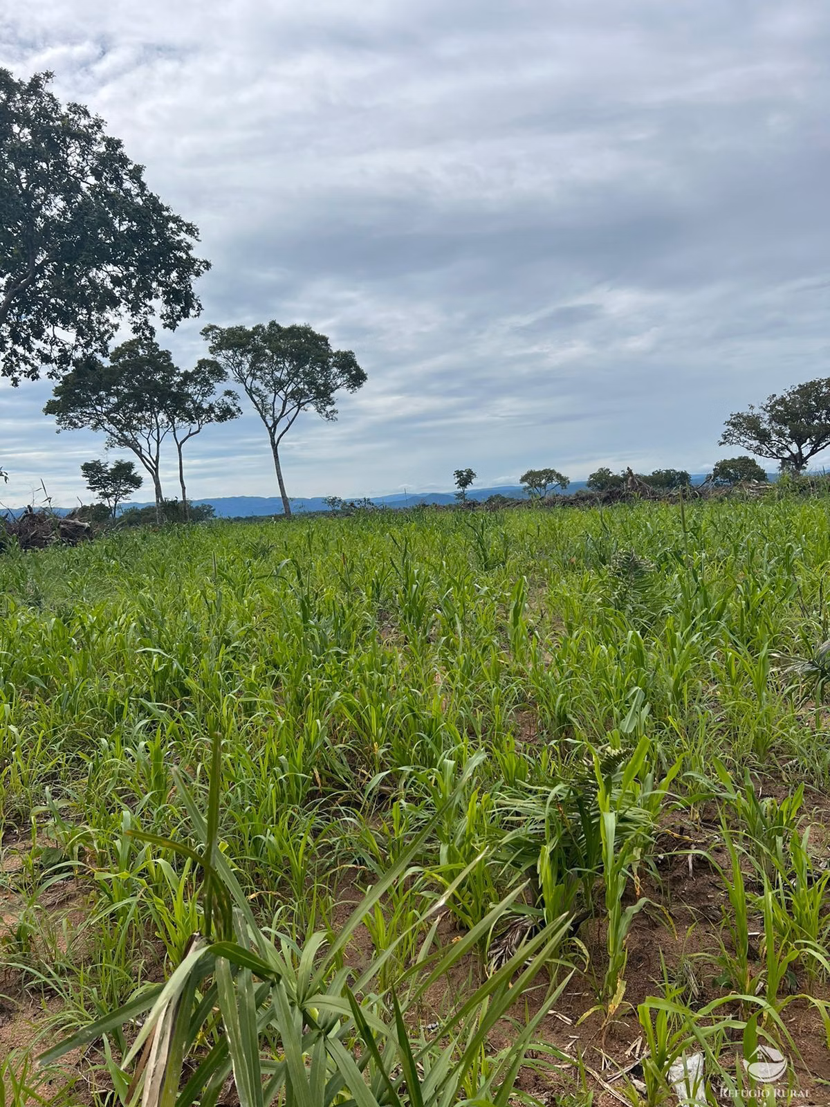 Fazenda de 4.606 ha em Arraias, TO