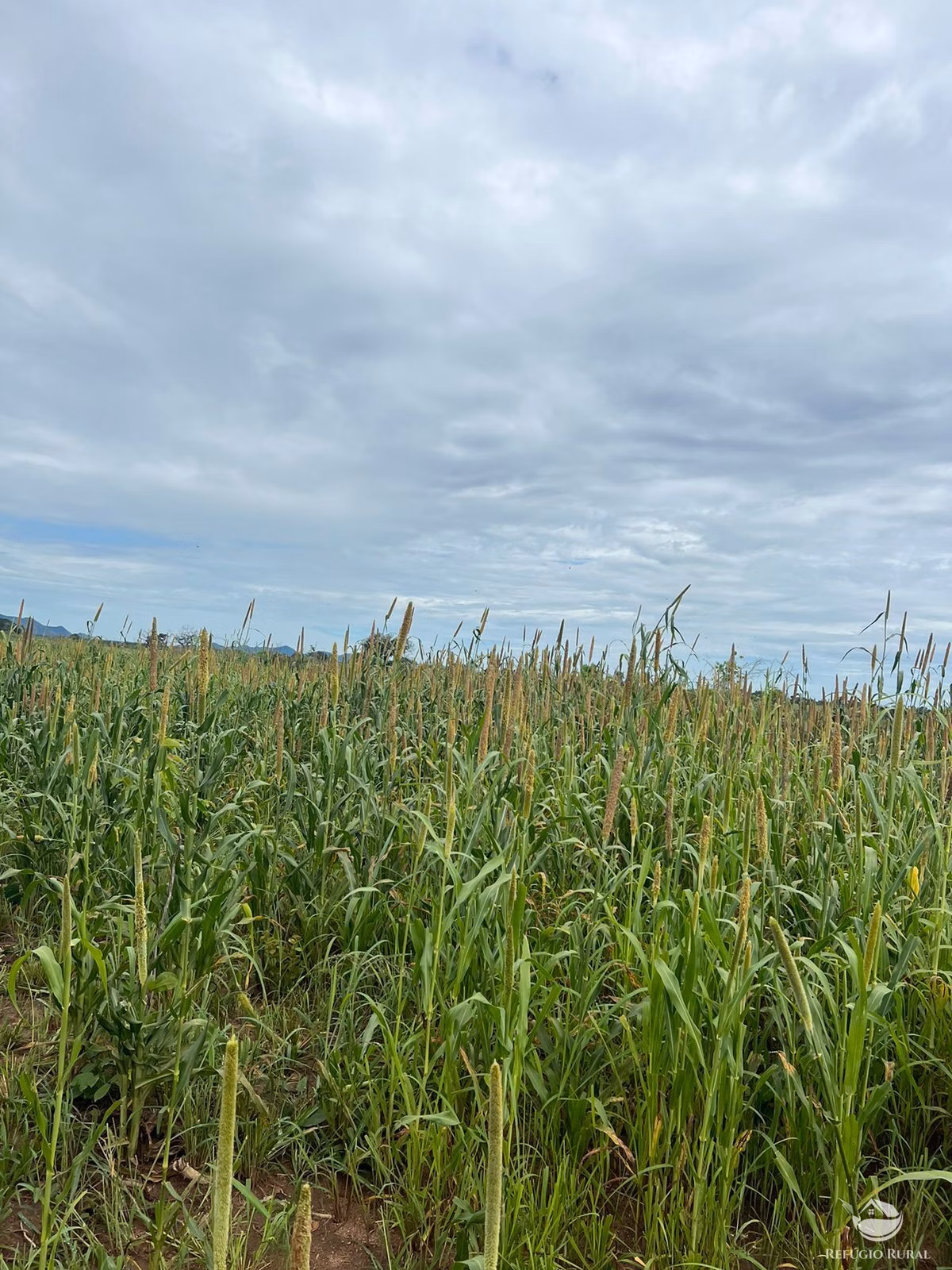 Fazenda de 4.606 ha em Arraias, TO