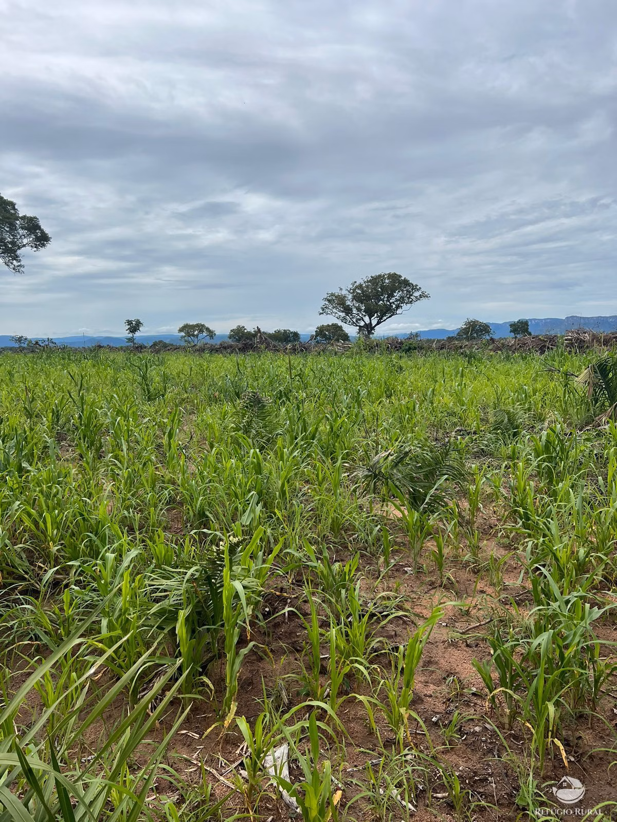 Fazenda de 4.606 ha em Arraias, TO