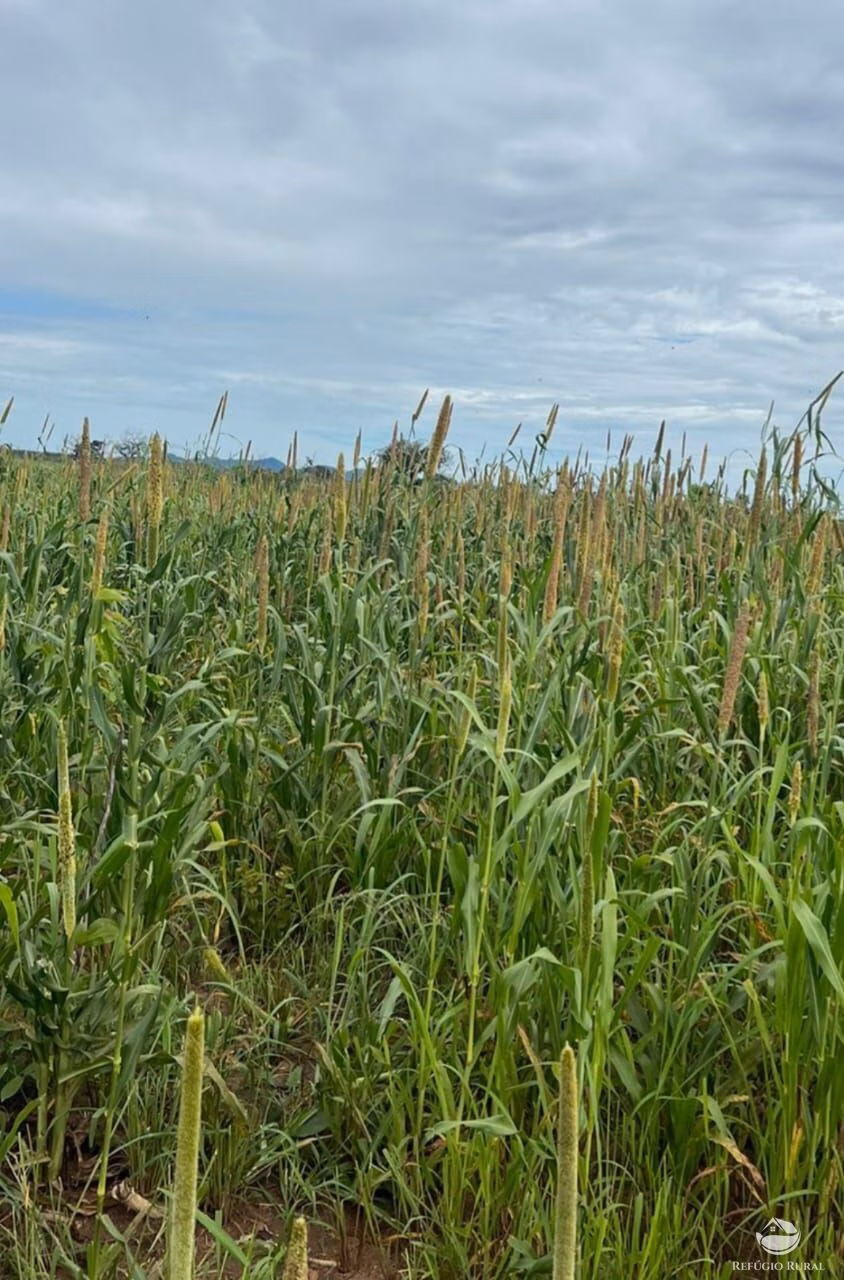 Fazenda de 4.606 ha em Arraias, TO