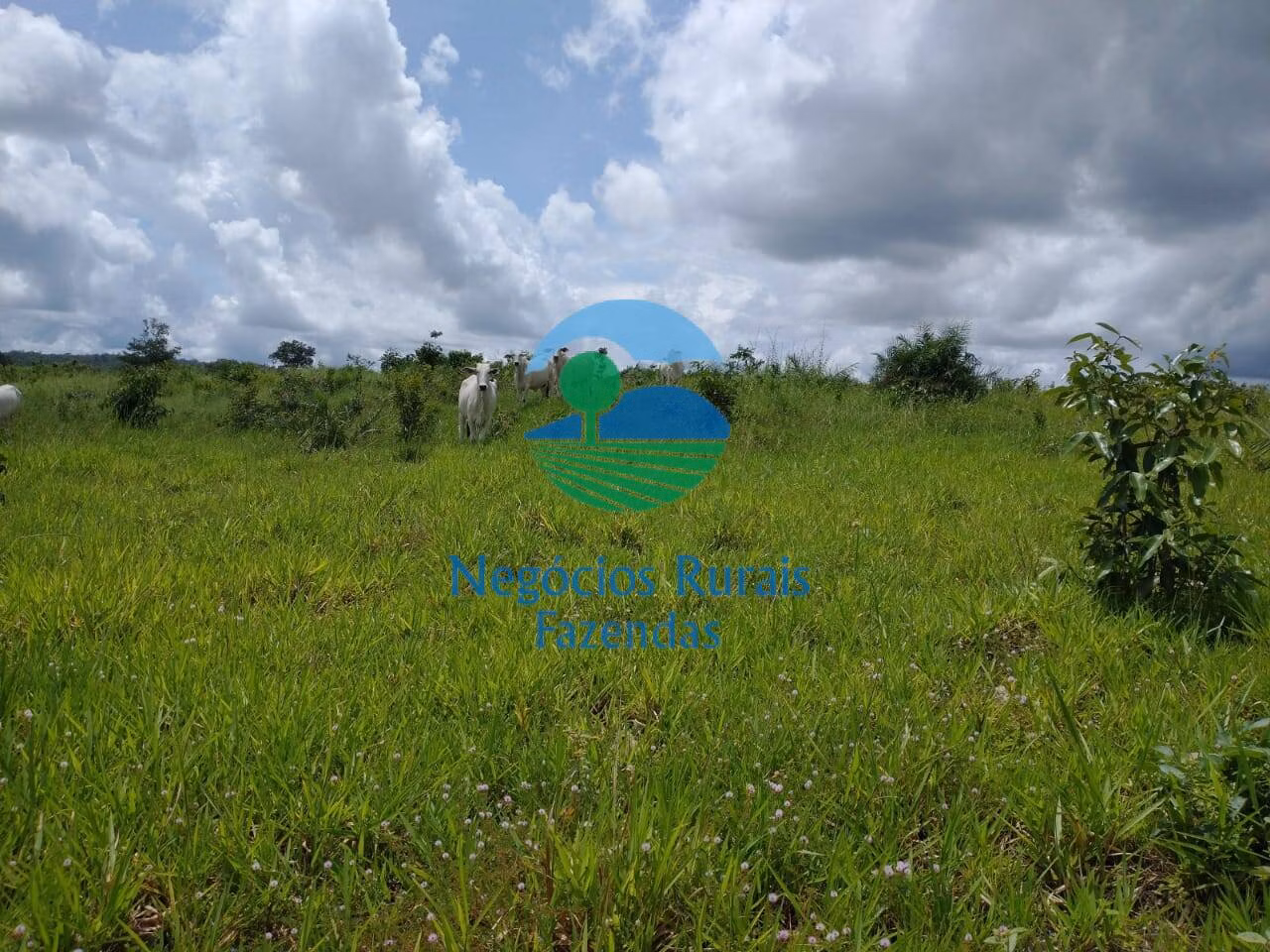 Fazenda de 968 ha em Silvanópolis, TO