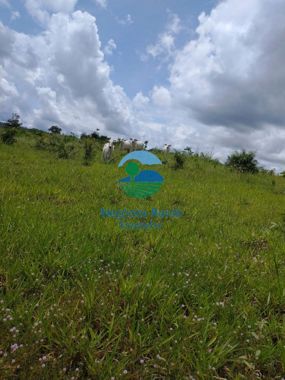 Fazenda de 968 ha em Silvanópolis, TO
