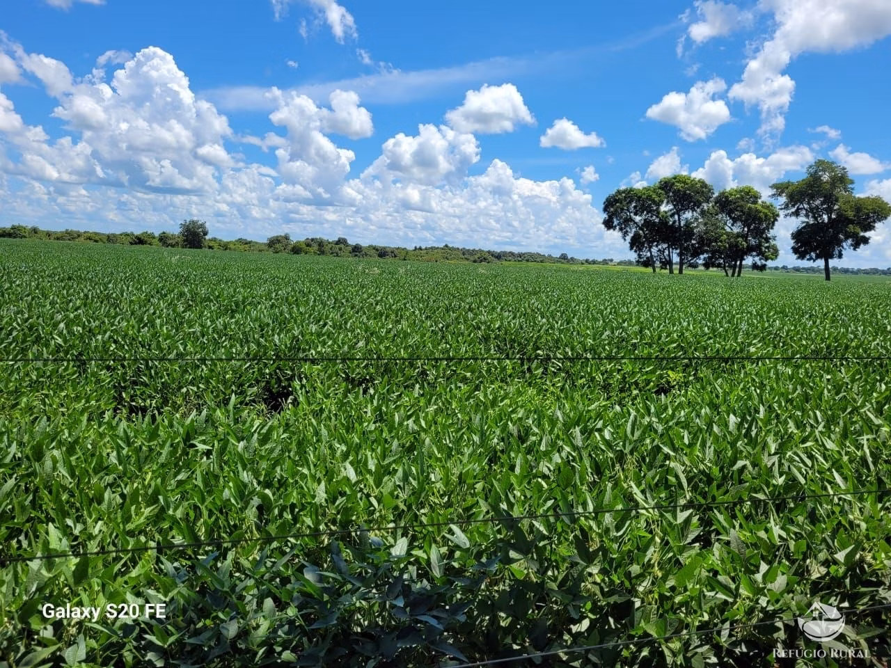 Fazenda de 977 ha em Nova Crixás, GO