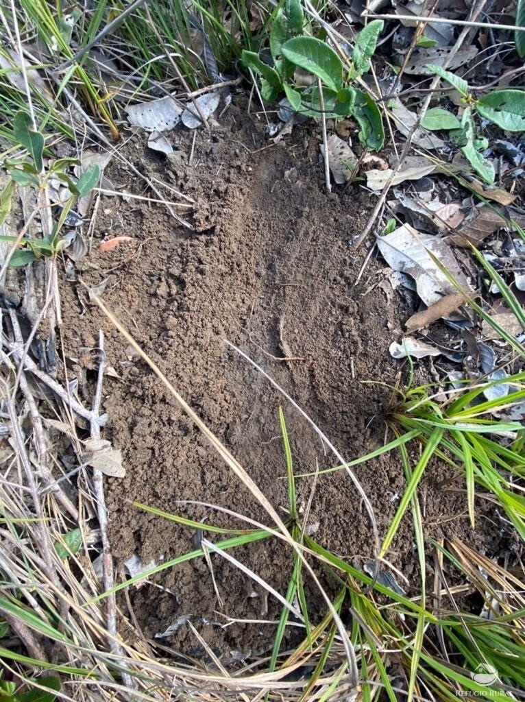 Fazenda de 5.600 ha em Tasso Fragoso, MA