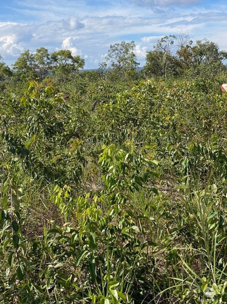 Fazenda de 5.600 ha em Tasso Fragoso, MA