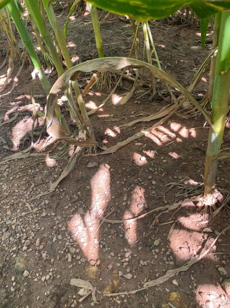 Farm of 13.838 acres in Tasso Fragoso, MA, Brazil