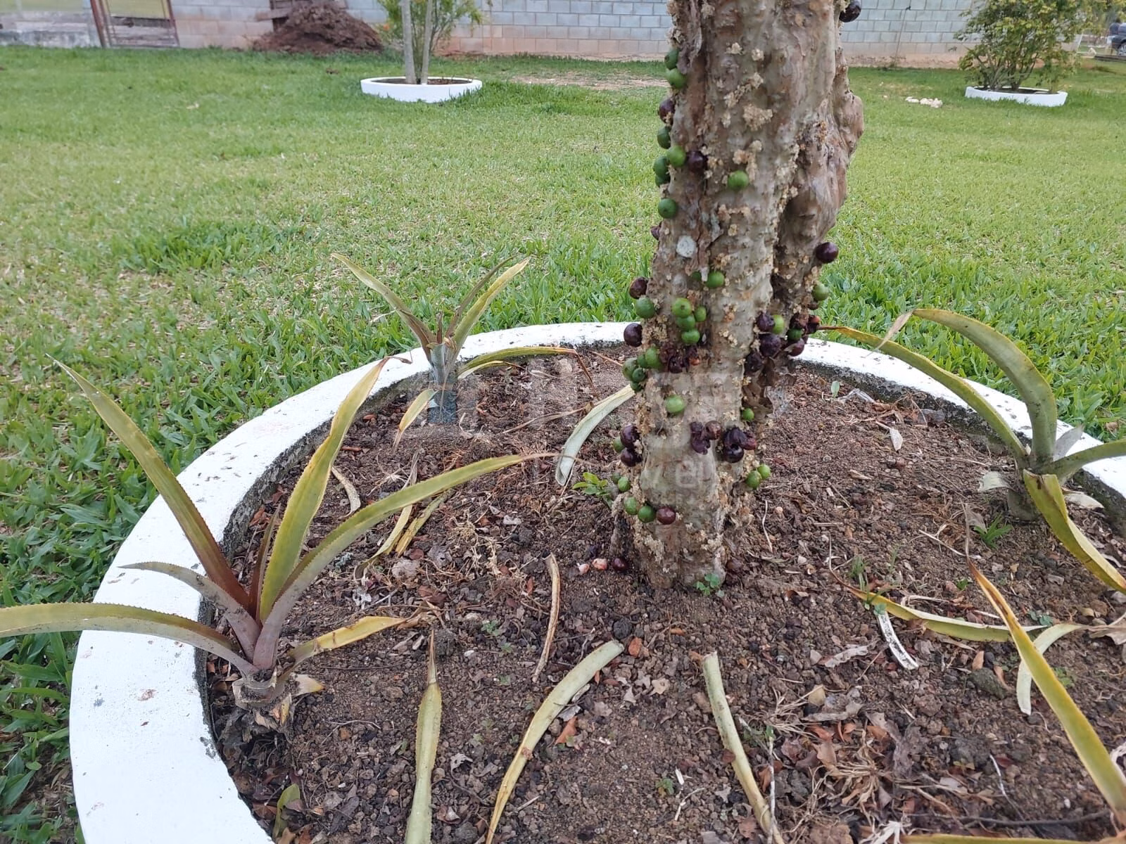 Fazenda de 1 ha em Balneário Piçarras, SC
