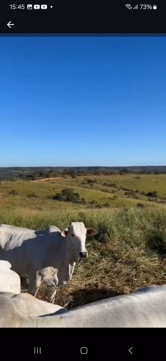 Fazenda de 145 ha em Luziânia, GO