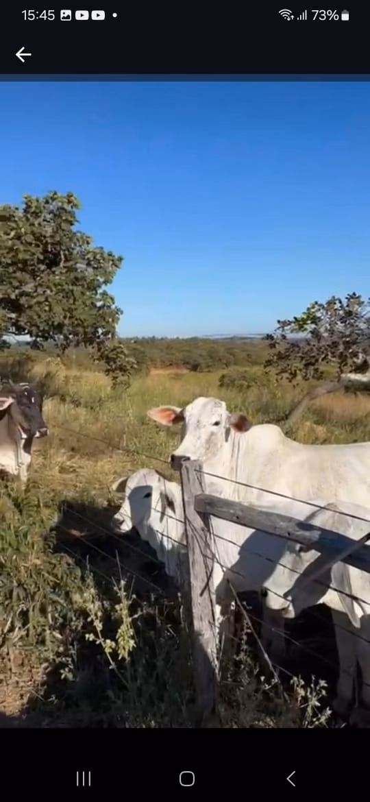 Fazenda de 145 ha em Luziânia, GO