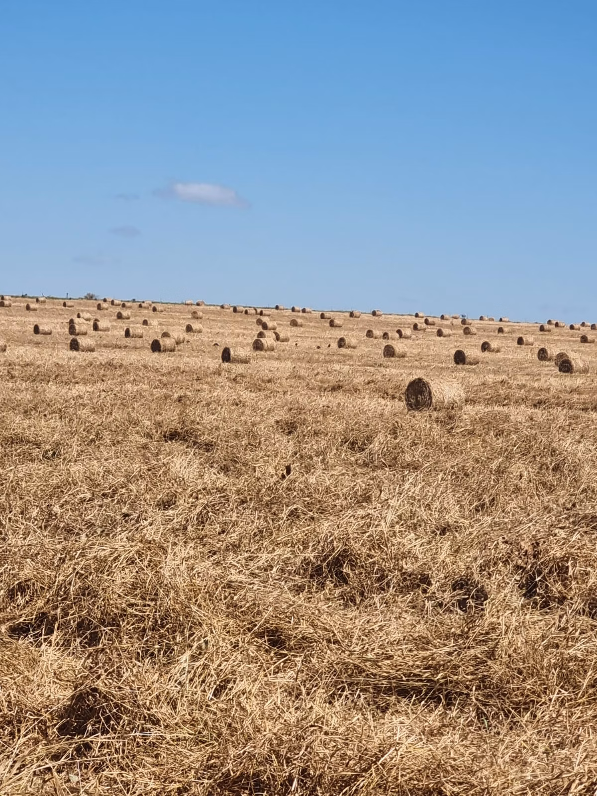 Fazenda de 1.164 ha em Ribeirão Cascalheira, MT