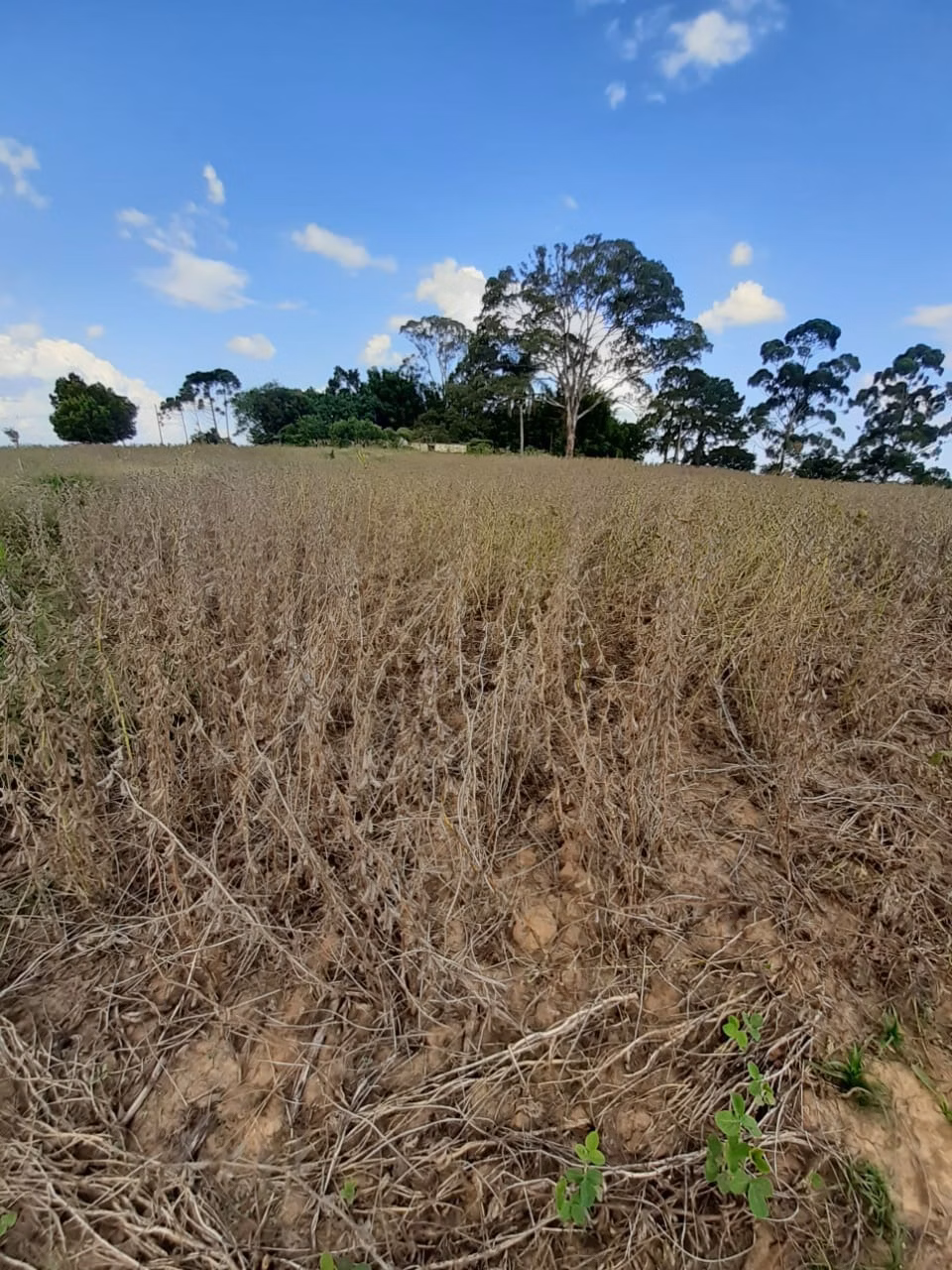 Small farm of 54 acres in Itapetininga, SP, Brazil