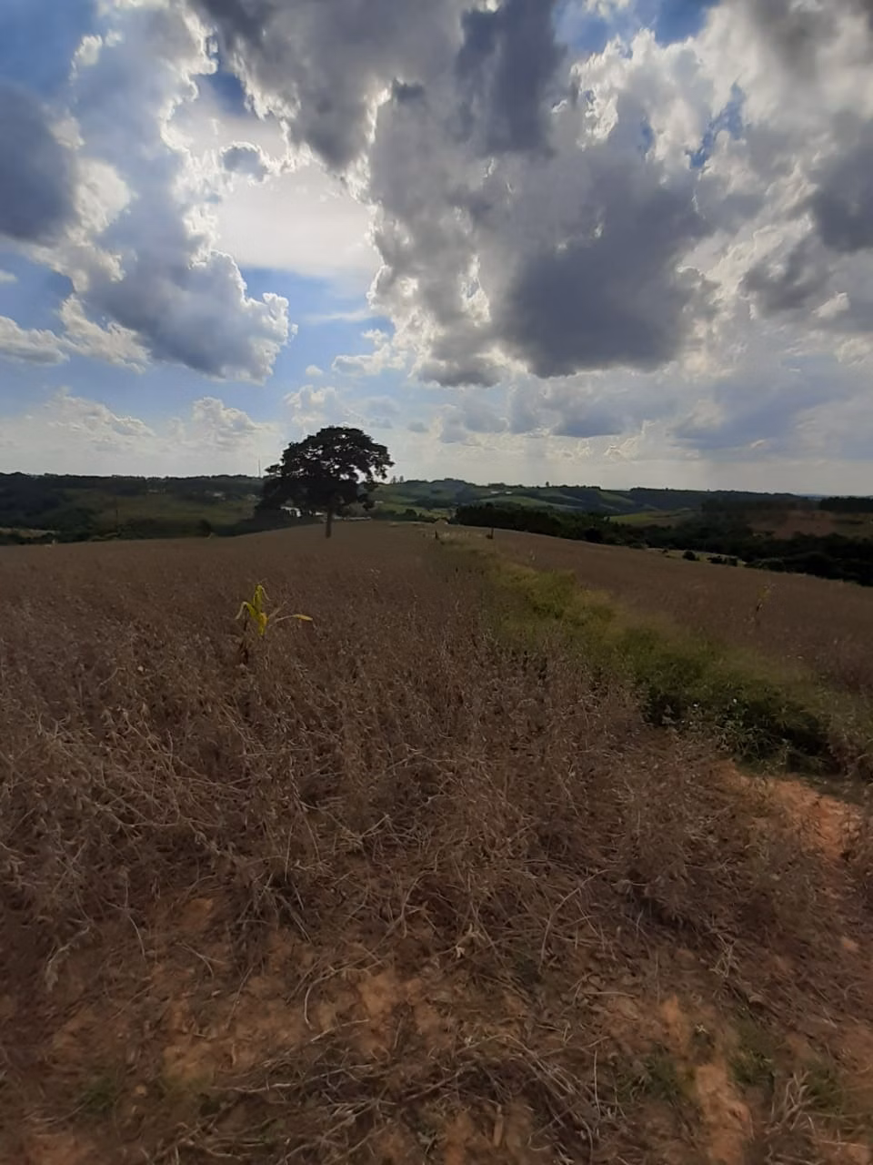 Small farm of 54 acres in Itapetininga, SP, Brazil