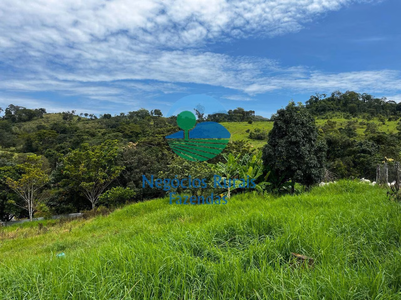 Fazenda de 667 ha em Padre Bernardo, GO