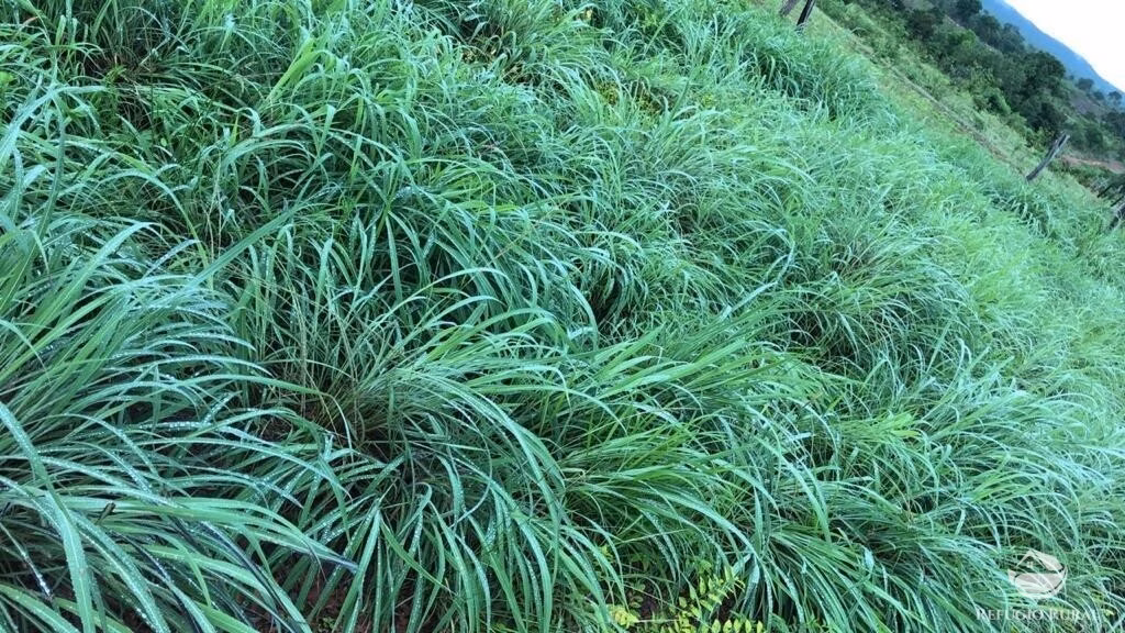 Farm of 2,713 acres in Alvorada, TO, Brazil
