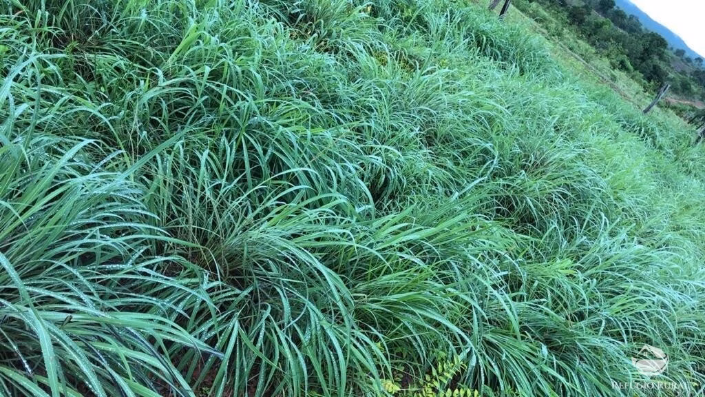 Farm of 2,713 acres in Alvorada, TO, Brazil