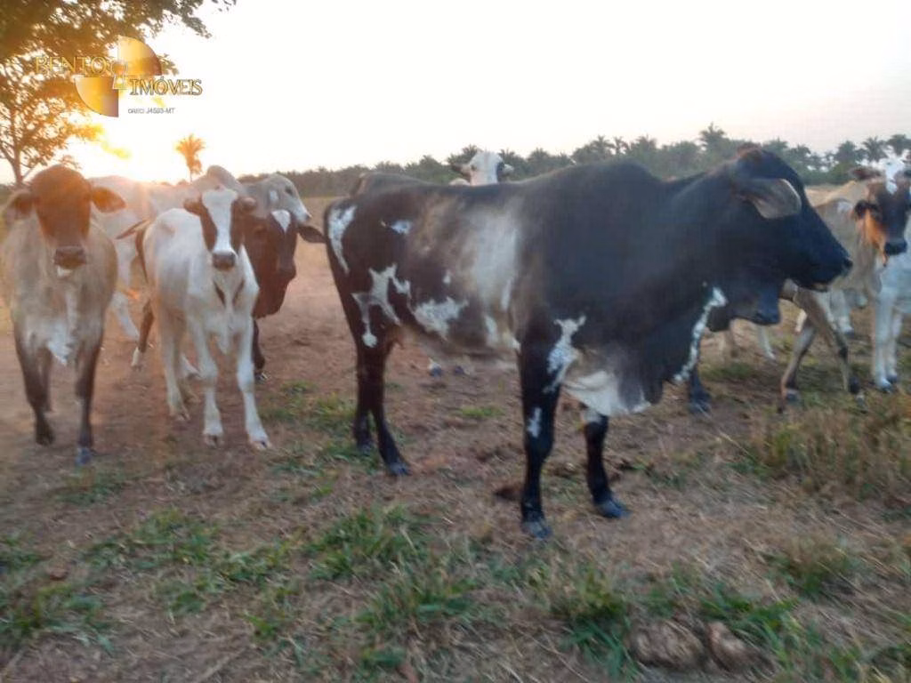 Fazenda de 500 ha em Cuiabá, MT