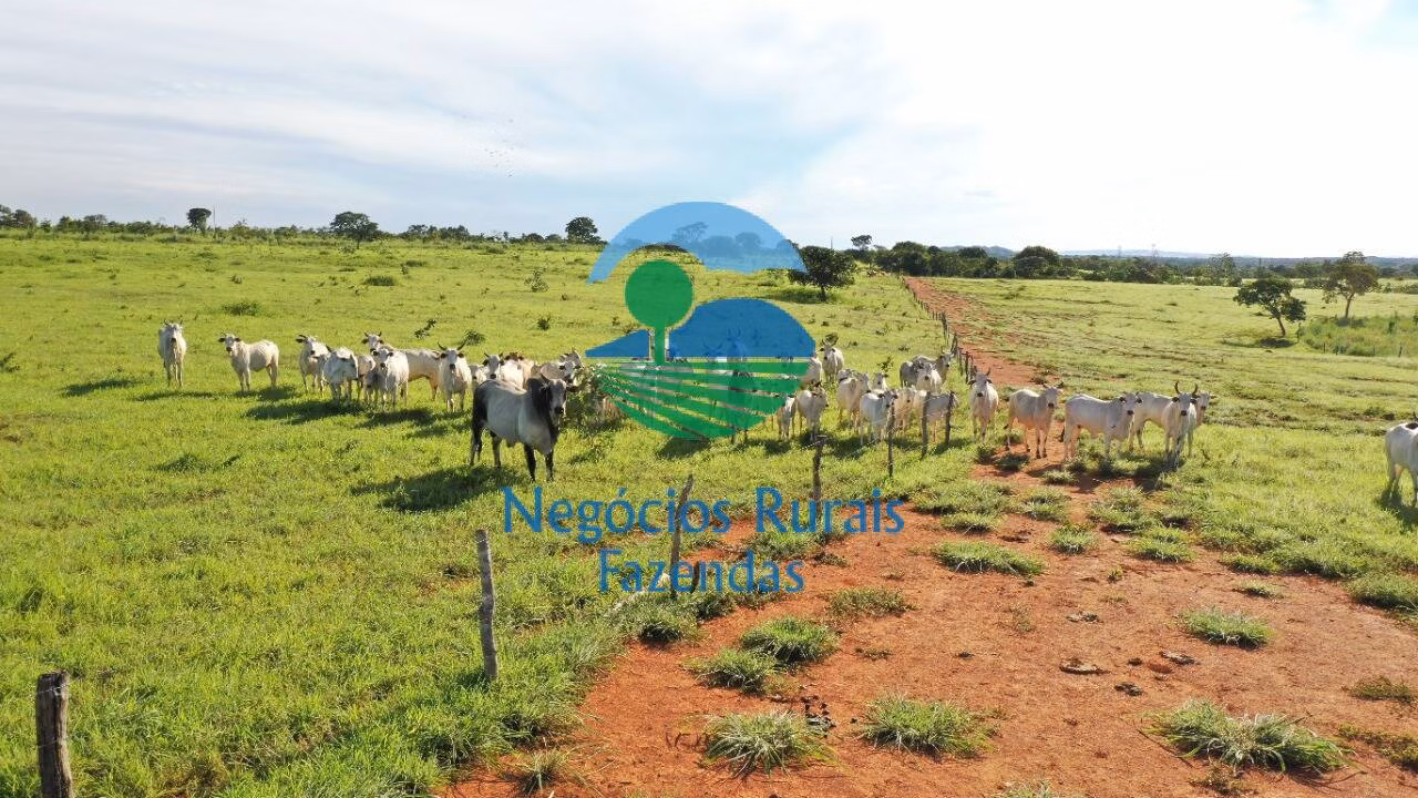 Fazenda de 537 ha em Padre Bernardo, GO