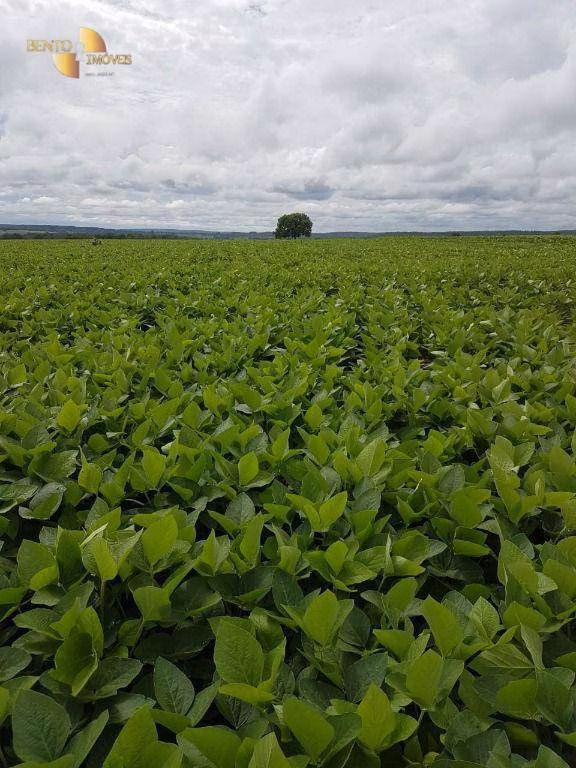 Fazenda de 212 ha em Juscimeira, MT