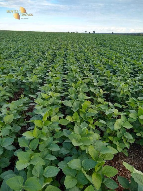 Fazenda de 212 ha em Juscimeira, MT