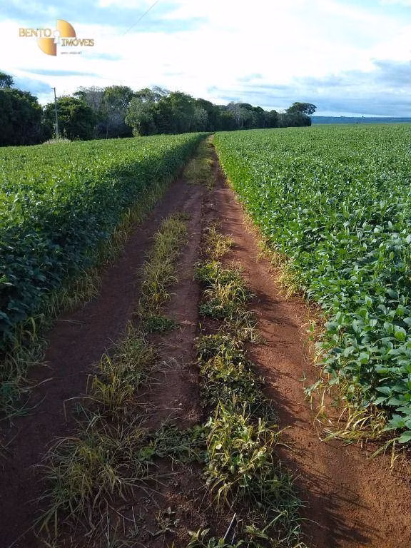 Fazenda de 212 ha em Juscimeira, MT