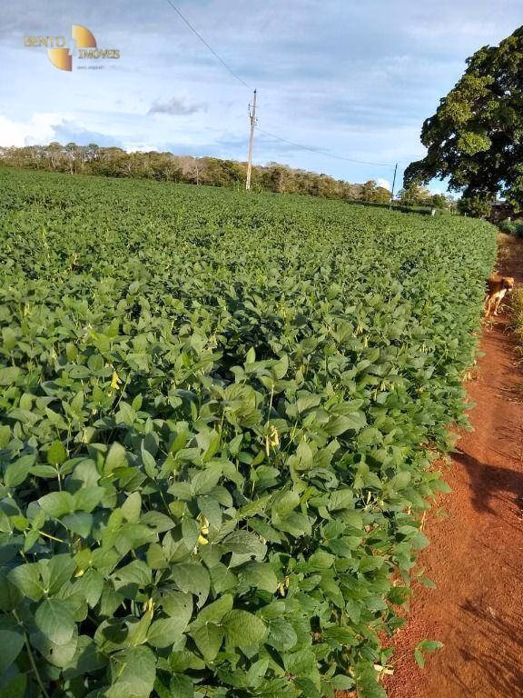Fazenda de 212 ha em Juscimeira, MT