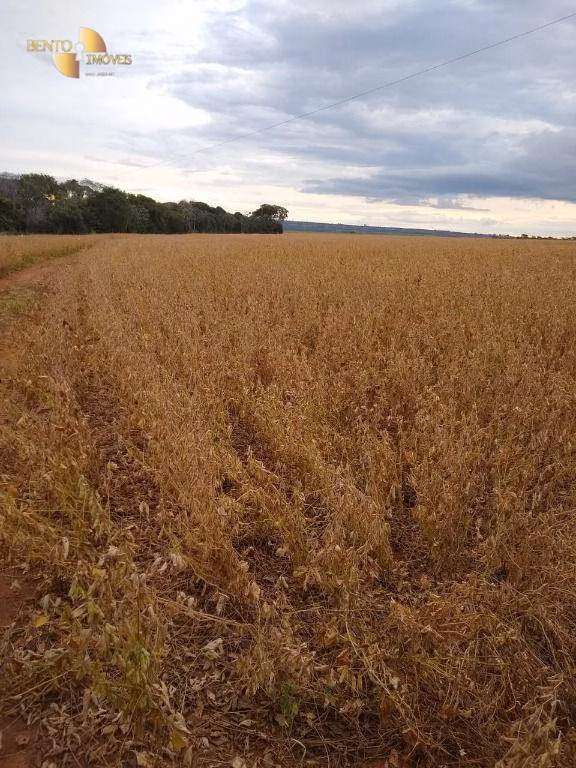 Fazenda de 212 ha em Juscimeira, MT