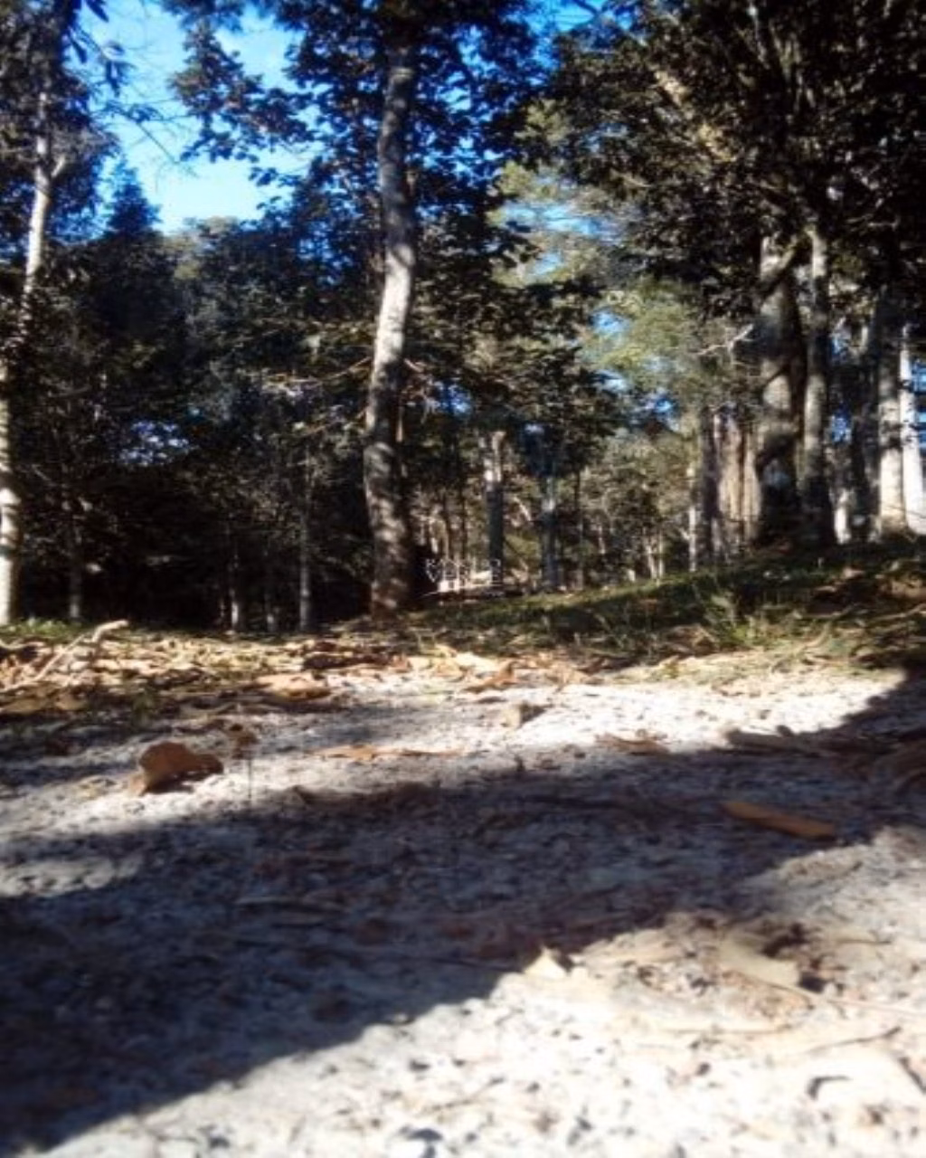 Sítio de 1 ha em Santo Antônio do Pinhal, SP