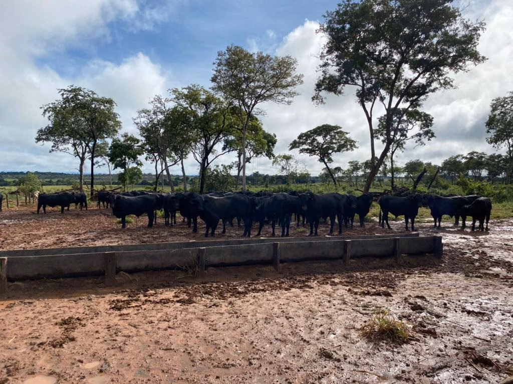 Farm of 17,544 acres in Alcinópolis, MS, Brazil
