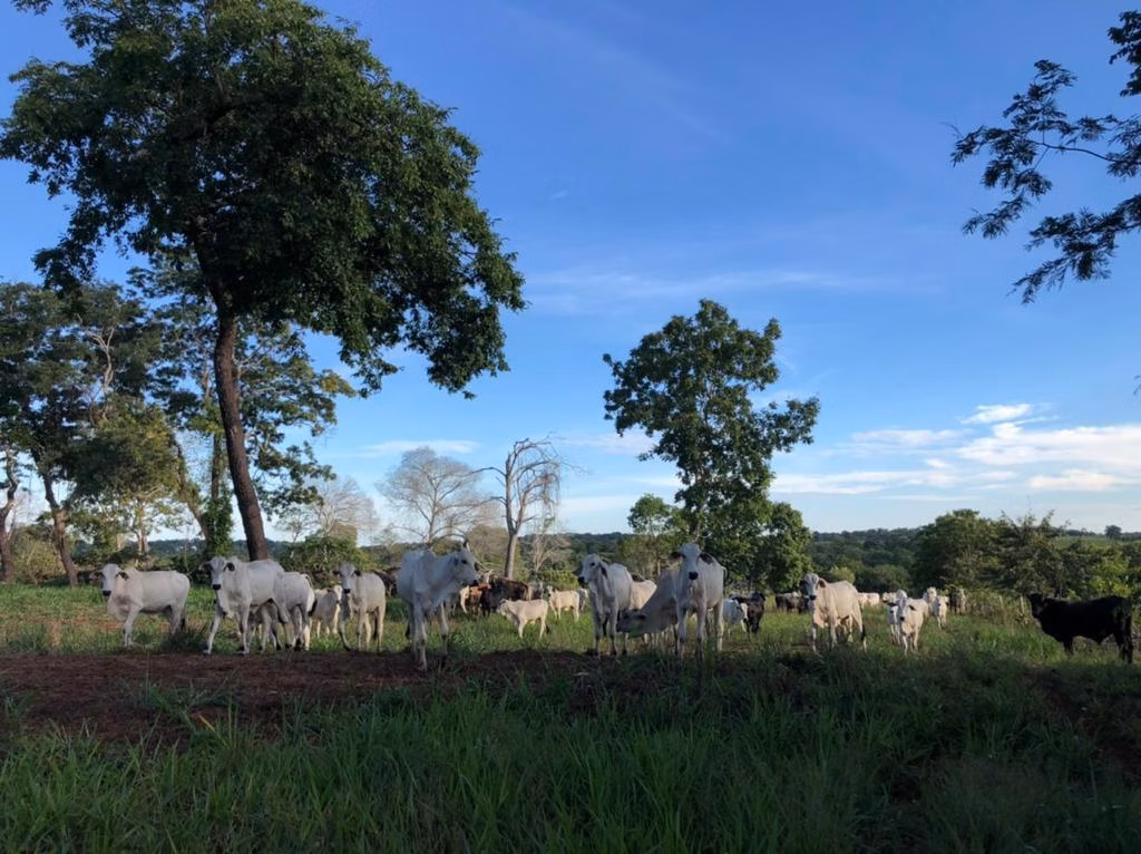 Farm of 17,544 acres in Alcinópolis, MS, Brazil