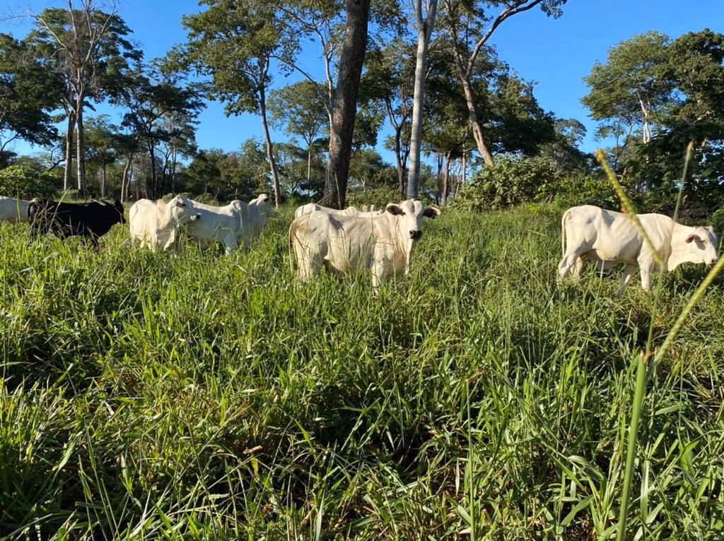 Farm of 17,544 acres in Alcinópolis, MS, Brazil