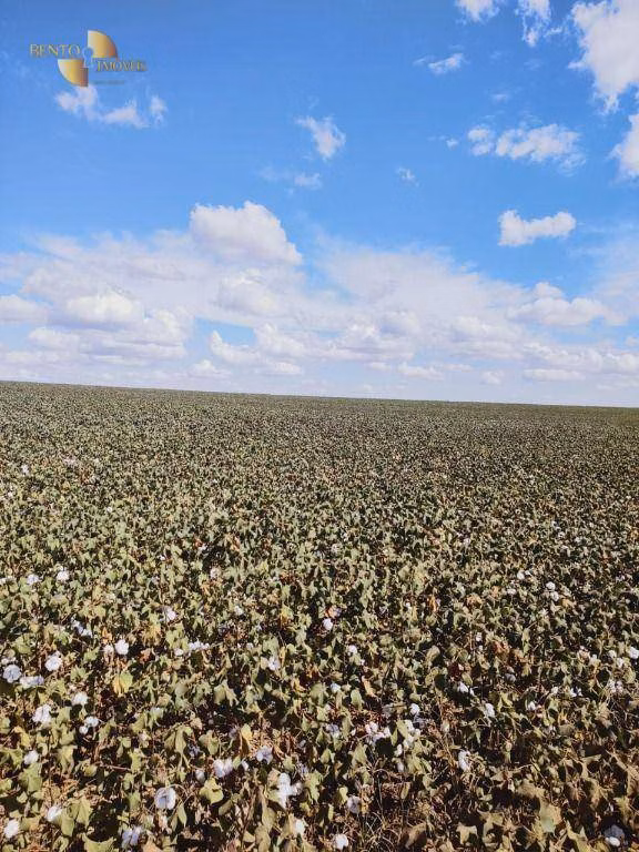 Fazenda de 1.200 ha em Sorriso, MT