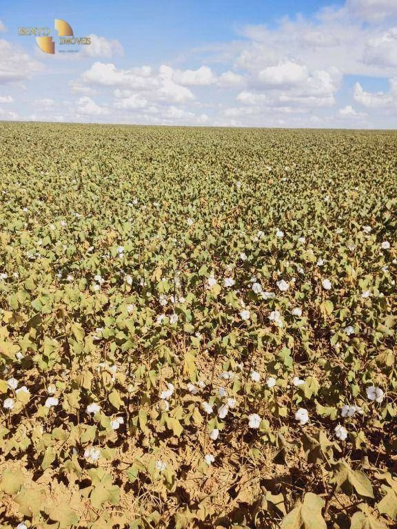 Fazenda de 1.200 ha em Sorriso, MT