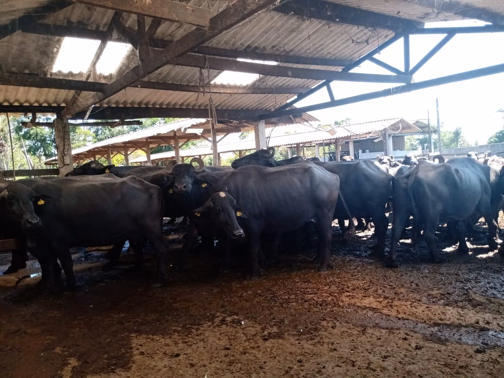 Fazenda de 133 ha em Pilar do Sul, SP