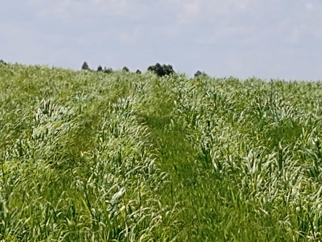 Fazenda de 133 ha em Pilar do Sul, SP