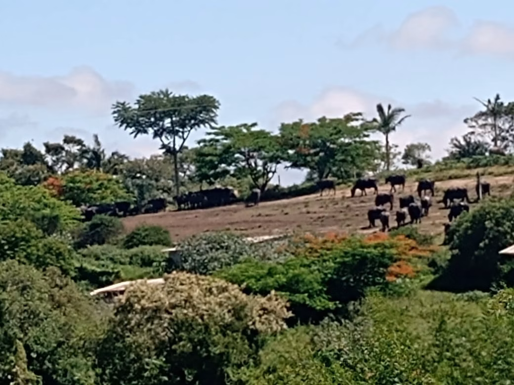 Fazenda de 133 ha em Pilar do Sul, SP