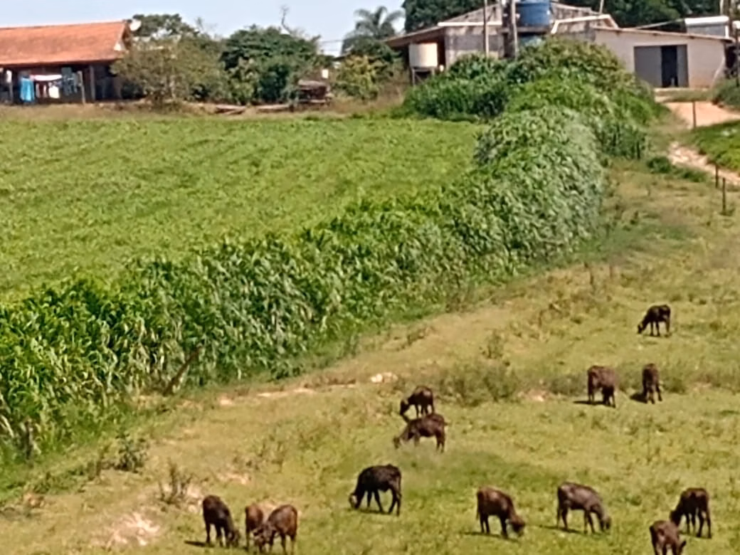 Fazenda de 133 ha em Pilar do Sul, SP