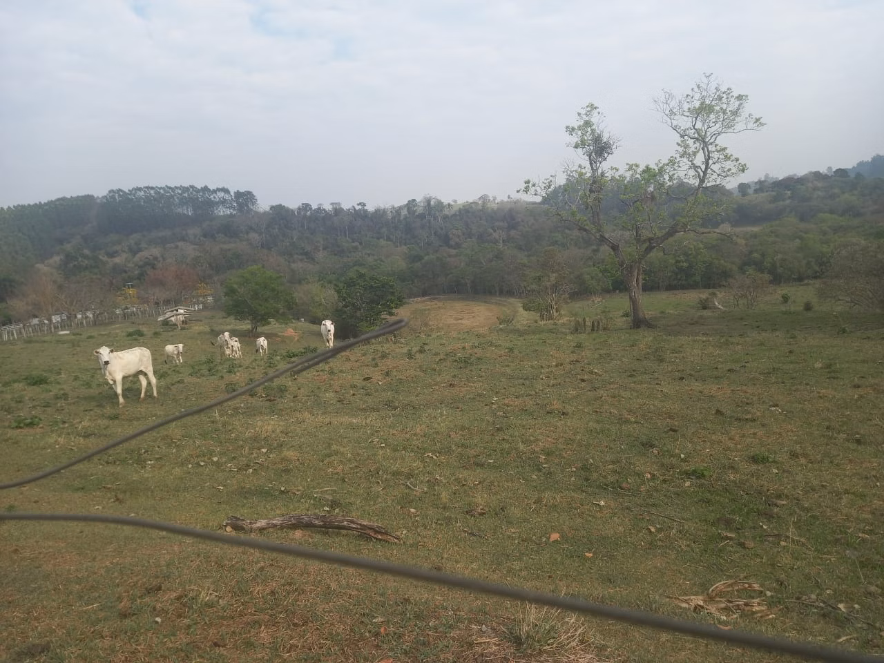 Small farm of 60 acres in Guareí, SP, Brazil