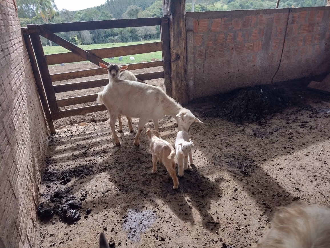 Country home of 18 acres in Guareí, SP, Brazil