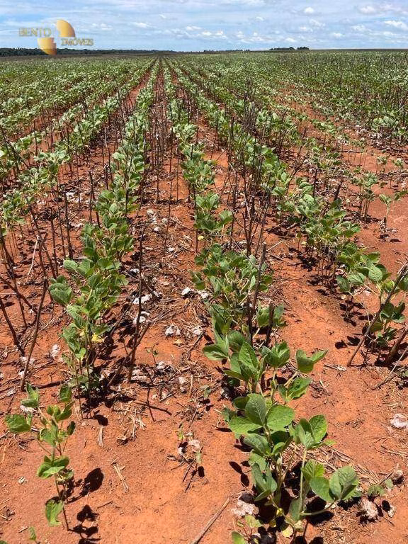 Fazenda de 890 ha em Diamantino, MT